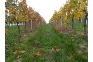 Podzim ve vinicích