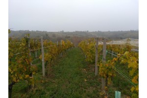 Podzim ve vinicích
